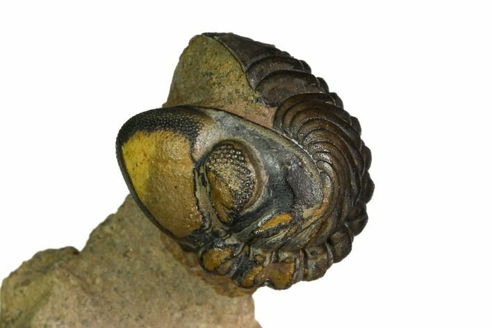 Enrolled Reedops Trilobite - Lghaft , Morocco #164634